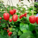 Elaeagnus multiflora Silverberry Goumi Berry 100 PCS Seeds