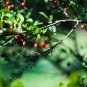 Elaeagnus multiflora Silverberry Goumi Berry 100 PCS Seeds