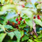 Elaeagnus multiflora Silverberry Goumi Berry 100 PCS Seeds
