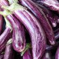 Eggplant Bright Purple Long Vegetables 100 PCS Seeds