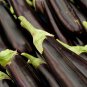 Eggplant Violet Colors with White Streaks Vegetable 10 PCS Seeds