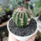 Egg Succulents Bonsai Echinopsis Tubiflora Cactus Flores 200 PCS Seeds