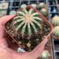Egg Succulents Bonsai Echinopsis Tubiflora Cactus Flores 200 PCS Seeds