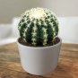 Egg Succulents Bonsai Echinopsis Tubiflora Cactus Flores 200 PCS Seeds