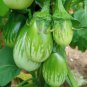 Eggplant Little Green Vegetable 60 PCS Seeds