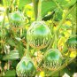 Eggplant Little Green Vegetable 60 PCS Seeds