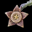 Edithcolea Grandis Succulent Carrion Flower 15 PCS Seeds