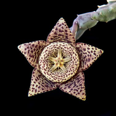 Edithcolea Grandis Succulent Carrion Flower 15 PCS Seeds