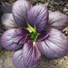 Edible Purple Rape 20 PCS Seeds