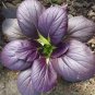 Edible Purple Rape 20 PCS Seeds