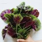 Edible Purple Rape 20 PCS Seeds