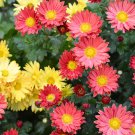 Edana Red Chrysanthemum Plant Flower 50 PCS Seeds