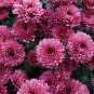 Edana Red Chrysanthemum Plant Flower 50 PCS Seeds