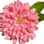Edana Red Chrysanthemum Plant Flower 50 PCS Seeds