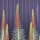 Echium wildpretii Monocarpic Plant Biennial 100 PCS Seeds Echium wildpretii Monocarpic Plant Biennial 100 PCS Seeds