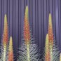 Echium wildpretii Monocarpic Plant Biennial 100 PCS Seeds