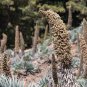 Echium wildpretii Monocarpic Plant Biennial 100 PCS Seeds