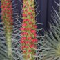Echium wildpretii Monocarpic Plant Biennial 100 PCS Seeds