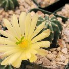 Echinocereus subinermis Cactus 12 PCS Seeds
