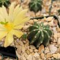 Echinocereus subinermis Cactus 12 PCS Seeds