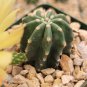 Echinocereus subinermis Cactus 12 PCS Seeds
