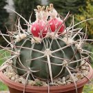 Echinocactus texensis Horse Crippler 12 PCS Seeds Echinocactus texensis Horse Crippler 12 PCS Seeds