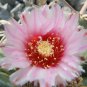 Echinocactus texensis Horse Crippler 12 PCS Seeds