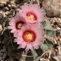 Echinocactus texensis Horse Crippler 12 PCS Seeds