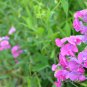 Echinps latifolius Tausch Flower 30 PCS Seeds