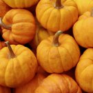 Edible Large Orange Pumpkin with Green Stripe 30 PCS Seeds