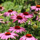Echinacea White Petals Purple Centre Perennial Flower 30 PCS Seeds Echinacea White Petals Purple Centre Perennial Flower 30 PCS Seeds