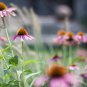 Echinacea White Petals Purple Centre Perennial Flower 30 PCS Seeds