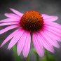 Echinacea White Petals Purple Centre Perennial Flower 30 PCS Seeds