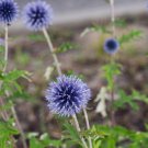 Echinops sphaerocephalus Glandular Globe thistle Blue 1000 PCS Seeds Echinops sphaerocephalus Glandular Globe thistle Blue 1000 PCS Seeds