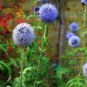 Echinops sphaerocephalus Glandular Globe thistle Blue 1000 PCS Seeds