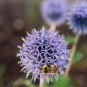 Echinops sphaerocephalus Glandular Globe thistle Blue 1000 PCS Seeds