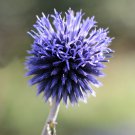 Echinops sphaerocephalus Glandular Globe thistle Blue 100 PCS Seeds Echinops sphaerocephalus Glandular Globe thistle Blue 100 PCS Seeds