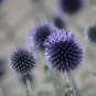 Echinops sphaerocephalus Glandular Globe thistle Blue 100 PCS Seeds