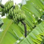 Edible Banana Tree