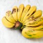 Edible Banana Tree