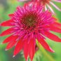 Echinacea 'SOLAR FLARE' Dark Red Big Single Petals Bonsai Flowers 200 PCS Seeds