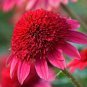 Echinacea 'SOLAR FLARE' Dark Red Big Single Petals Bonsai Flowers 200 PCS Seeds