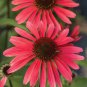 Echinacea 'SOLAR FLARE' Dark Red Big Single Petals Bonsai Flowers 200 PCS Seeds