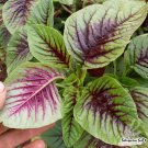 Edible Amaranth Bi-color Vegetable 200 PCS Seeds Edible Amaranth Bi-color Vegetable 200 PCS Seeds