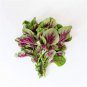 Edible Amaranth Bi-color Vegetable 200 PCS Seeds