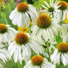 Echinacea Purpurea Apple Green Big Flowers 200 PCS Seeds Echinacea Purpurea Apple Green Big Flowers 200 PCS Seeds