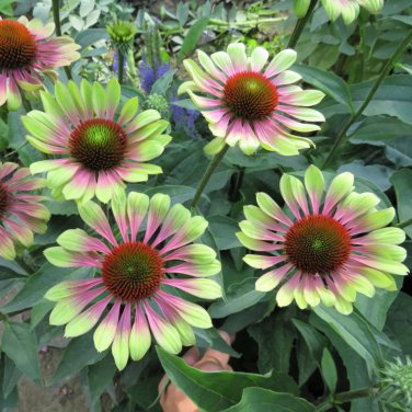 Echinacea Hybrida Caribbean Green Greyish Green Bonsai Flowers 200 PCS Seeds