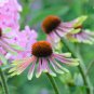 Echinacea Hybrida Caribbean Green Greyish Green Bonsai Flowers 200 PCS Seeds