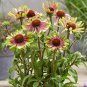 Echinacea Hybrida Caribbean Green Greyish Green Bonsai Flowers 200 PCS Seeds