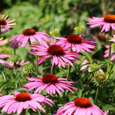 Echinacea Purpurea 'Gongji' Light Pink Double Decker Coneflowers 100 PCS Seeds